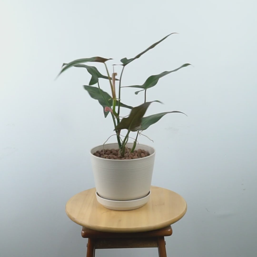 Philodendron Mexicanum - Greenspaces.id