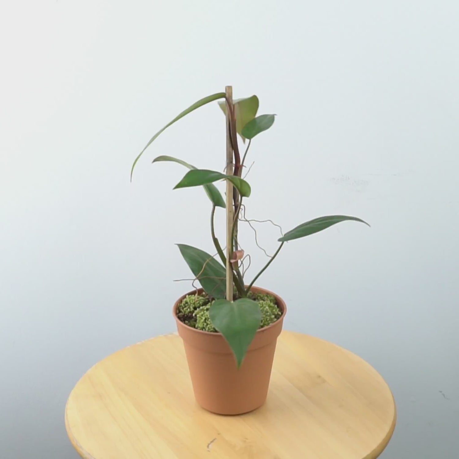 Philodendron Erubescens
