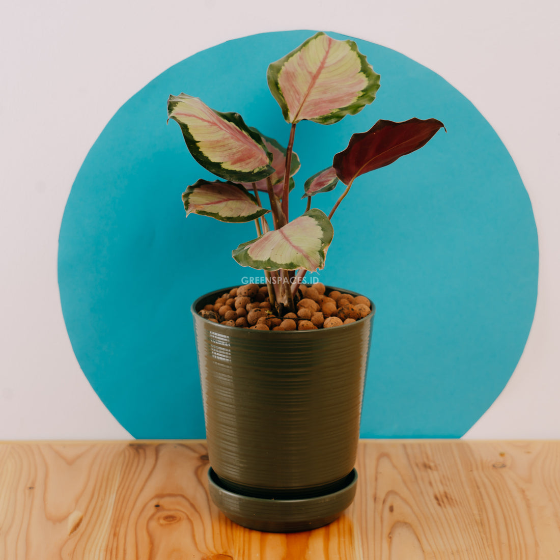 calathea roxy pink - Greenspaces.id