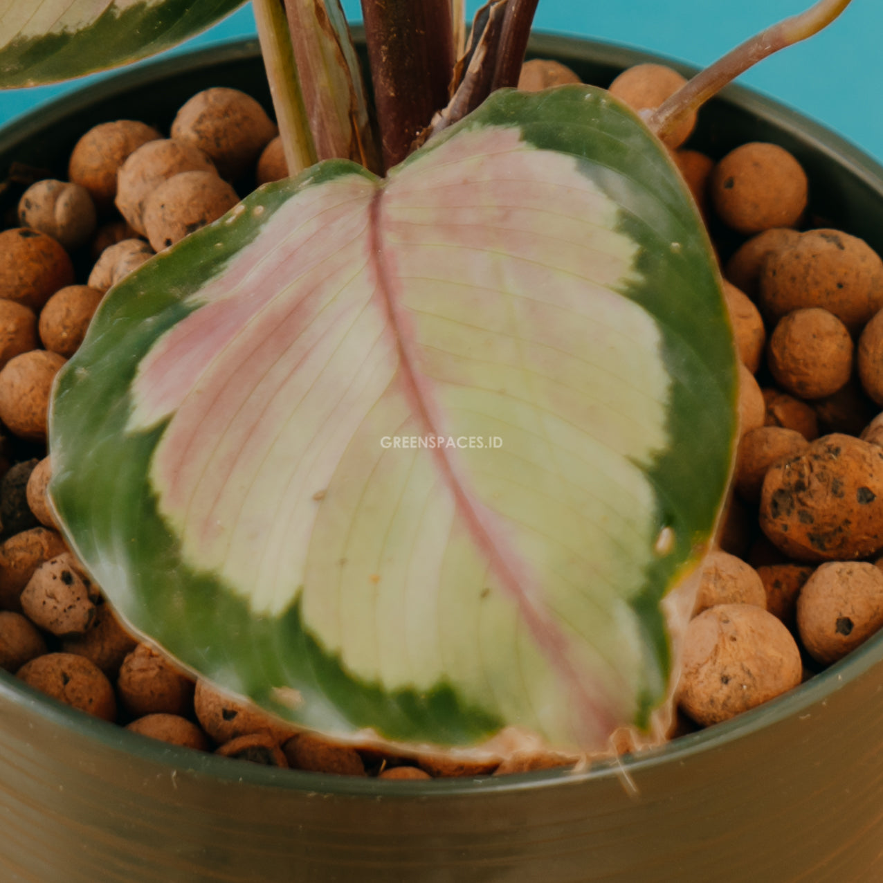 calathea roxy pink - Greenspaces.id