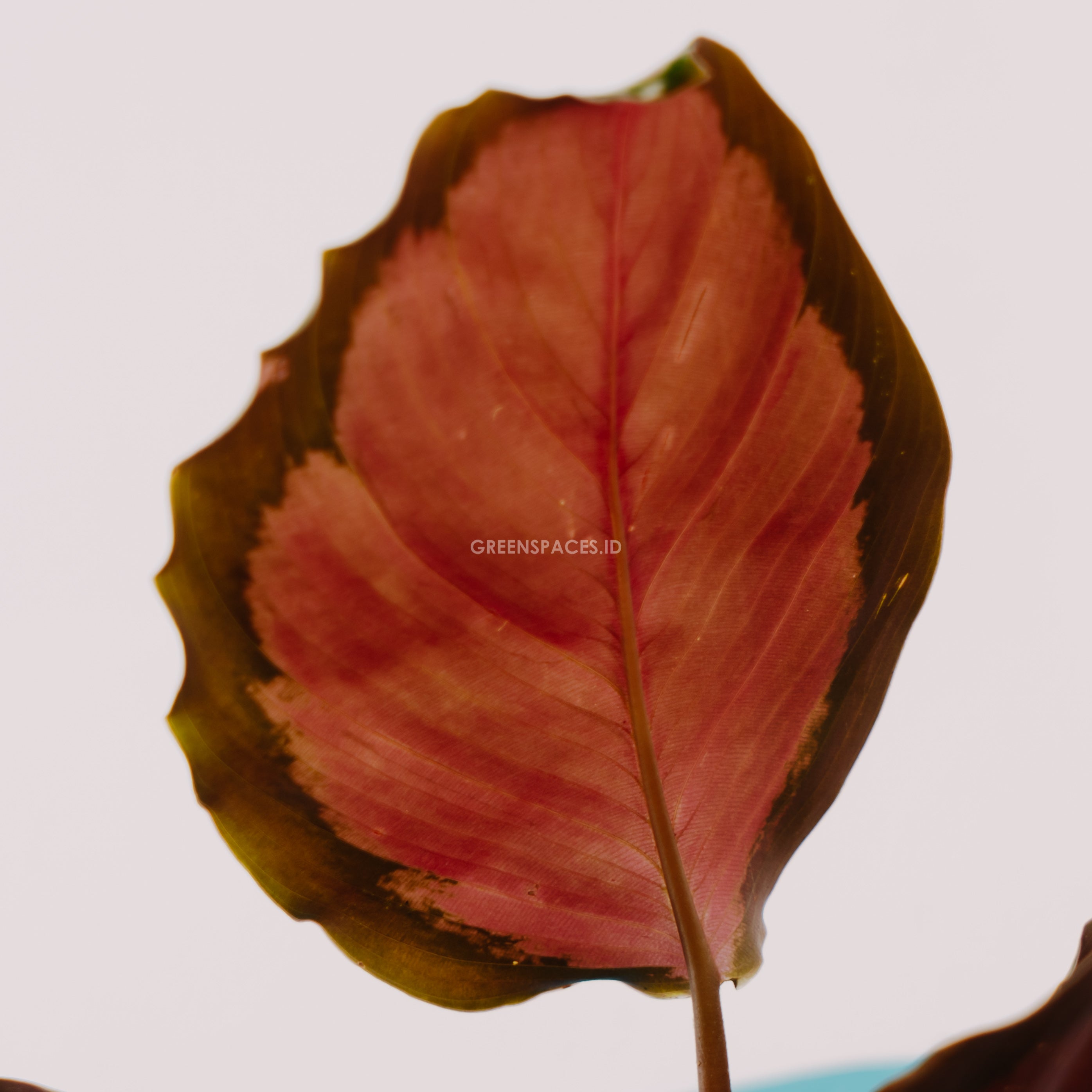 calathea roxy pink - Greenspaces.id
