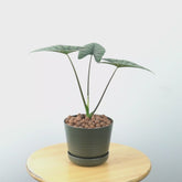 Alocasia bisma_Video
