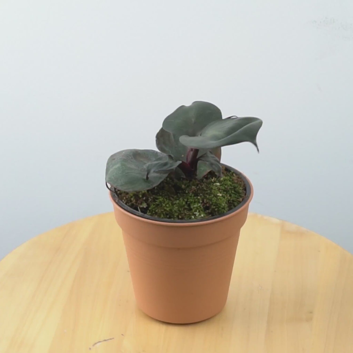 Philodendron black cardinal hybrid - greenspaces.id