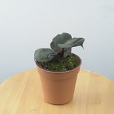 Philodendron black cardinal hybrid - greenspaces.id