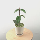 Hoya macrophylla - Greenspaces.id