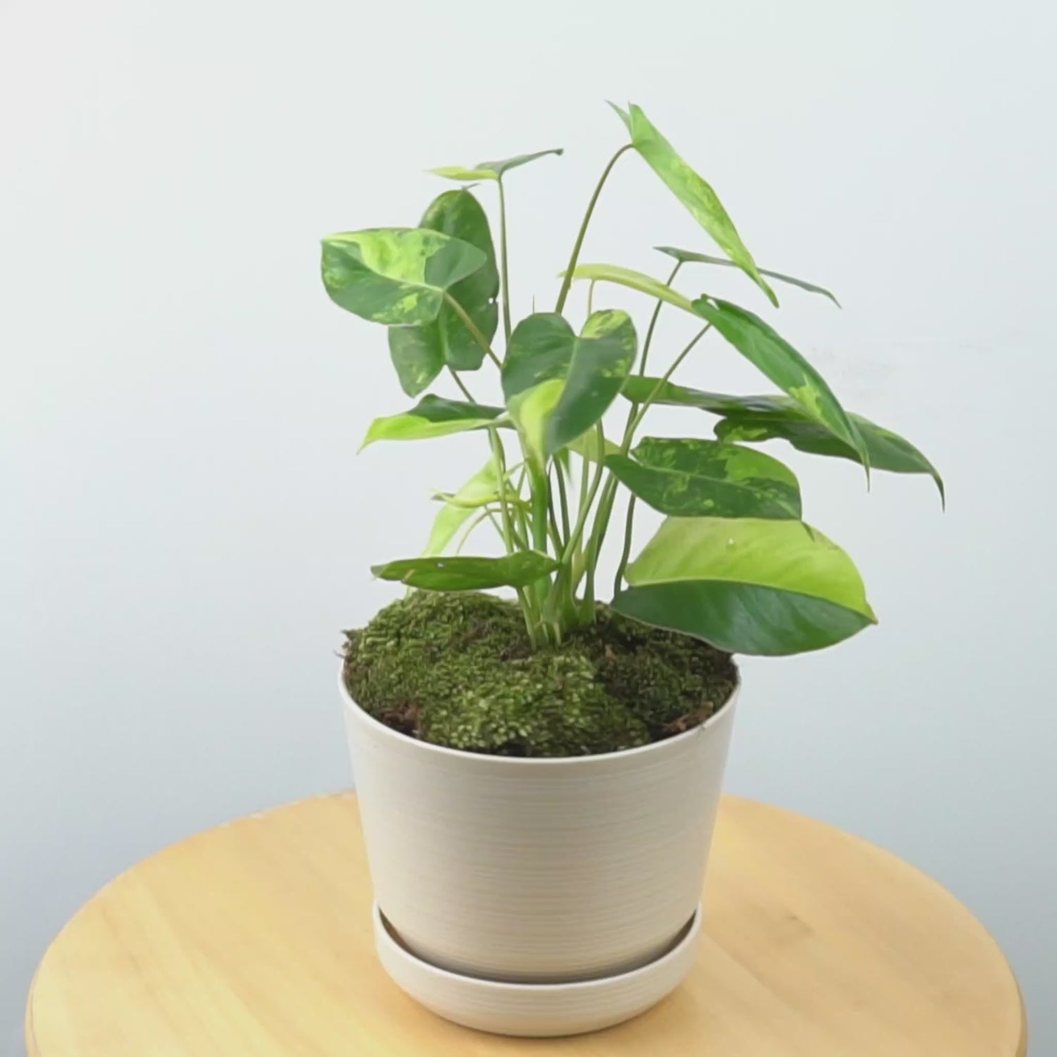 Philodendron Burlemarx Variegated