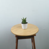 Sansevieria vagoda large - Greenspaces.id