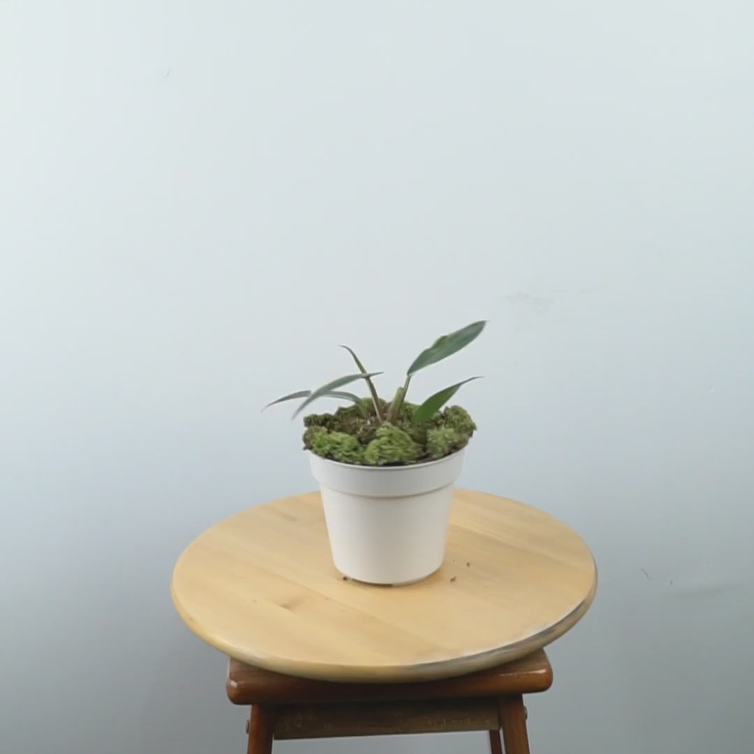 Philodendron White Knight - Greenspaces.id