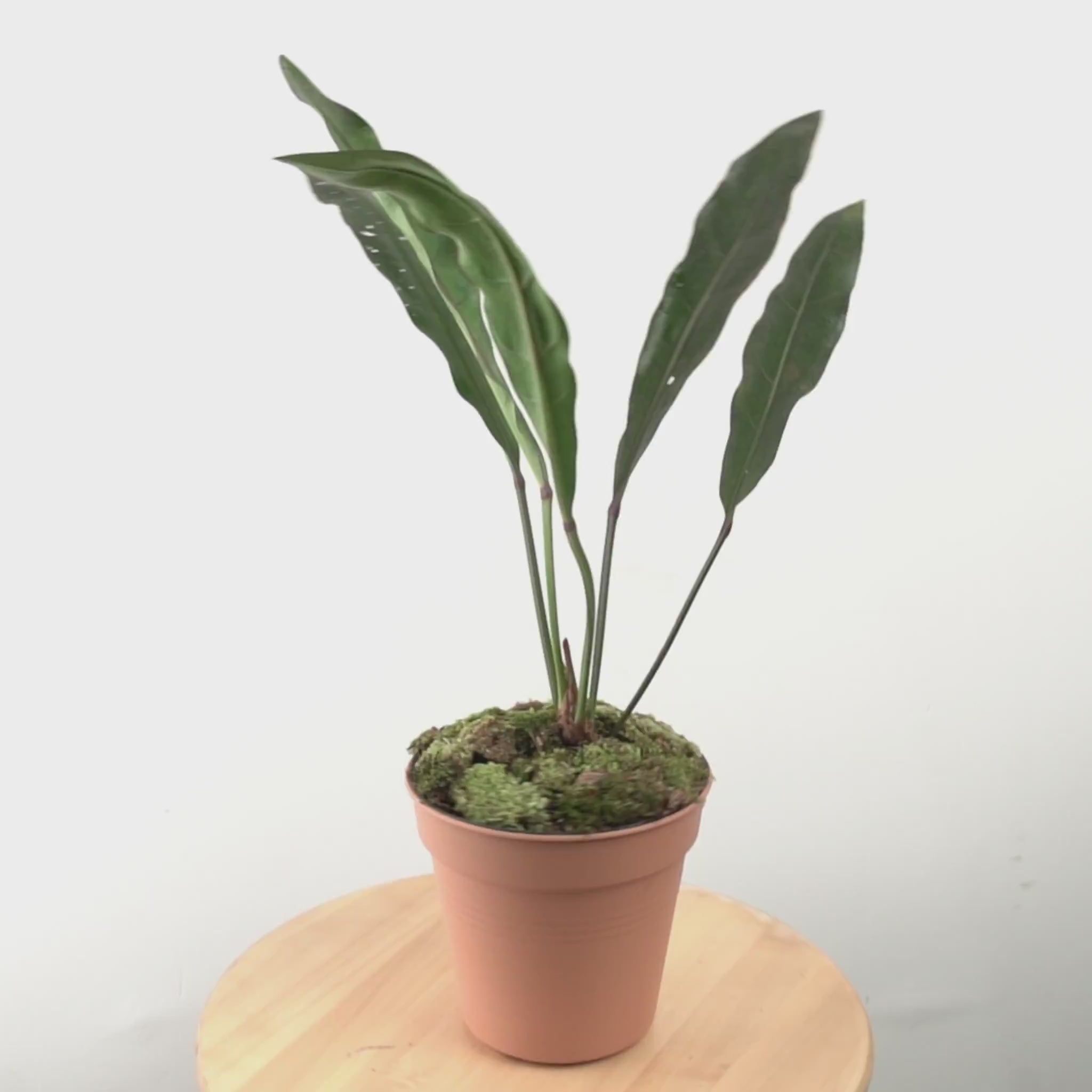Anthurium Black Marry - Greenspaces.id