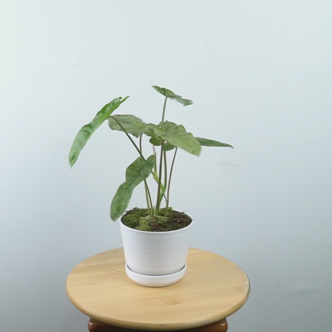 Philodendron Paraiso Verde - Greenspaces.id