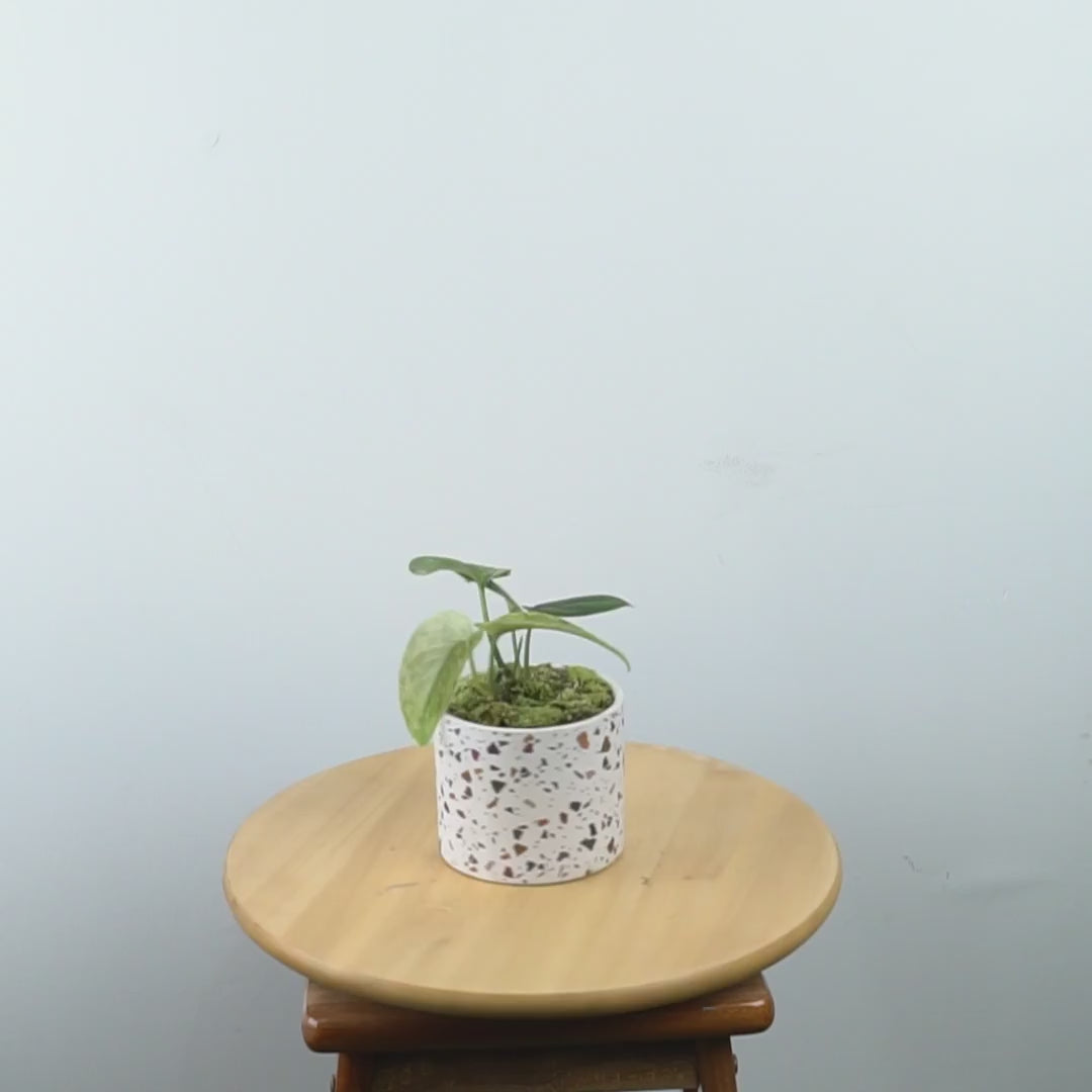 Scindapsus Exotica Variegated