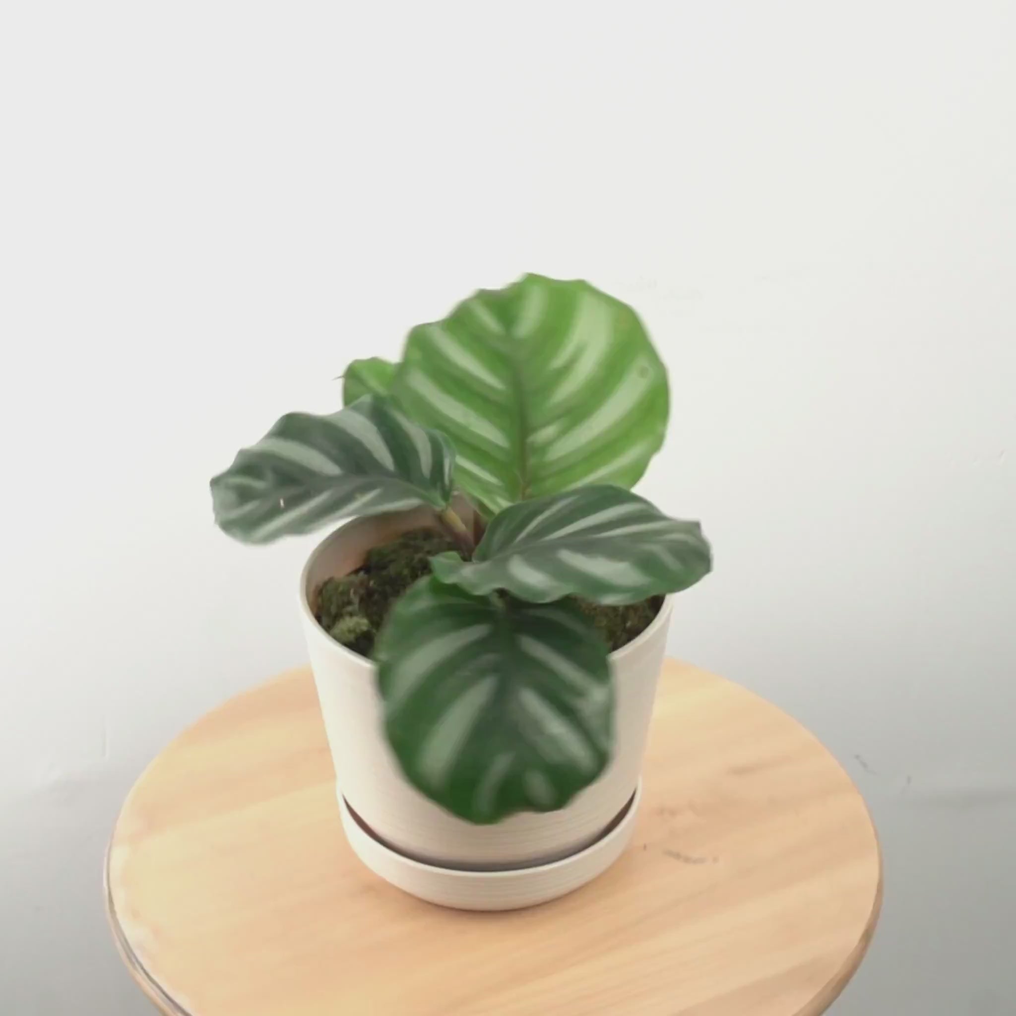 Calathea Fasciata - Greenspaces.id