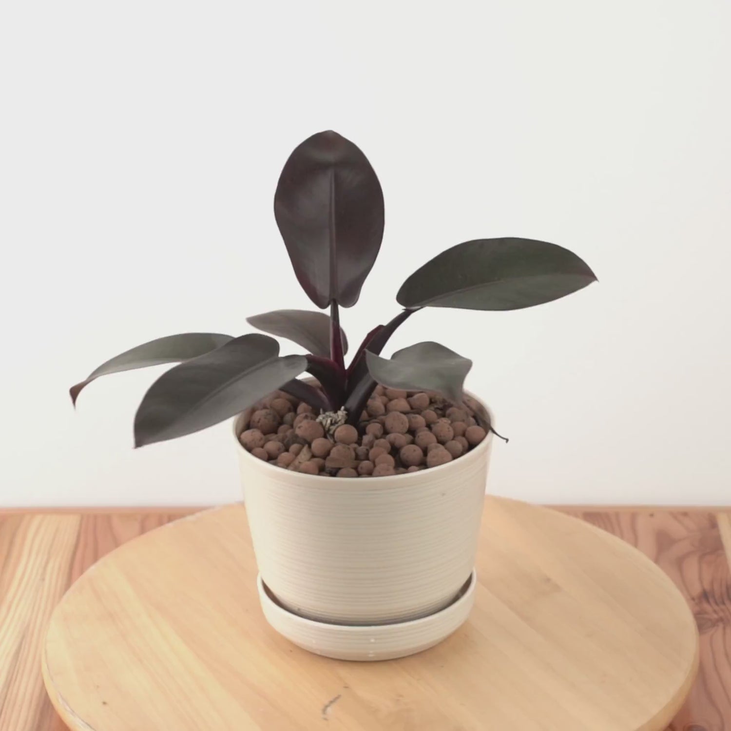 Philodendron Black Cardinal