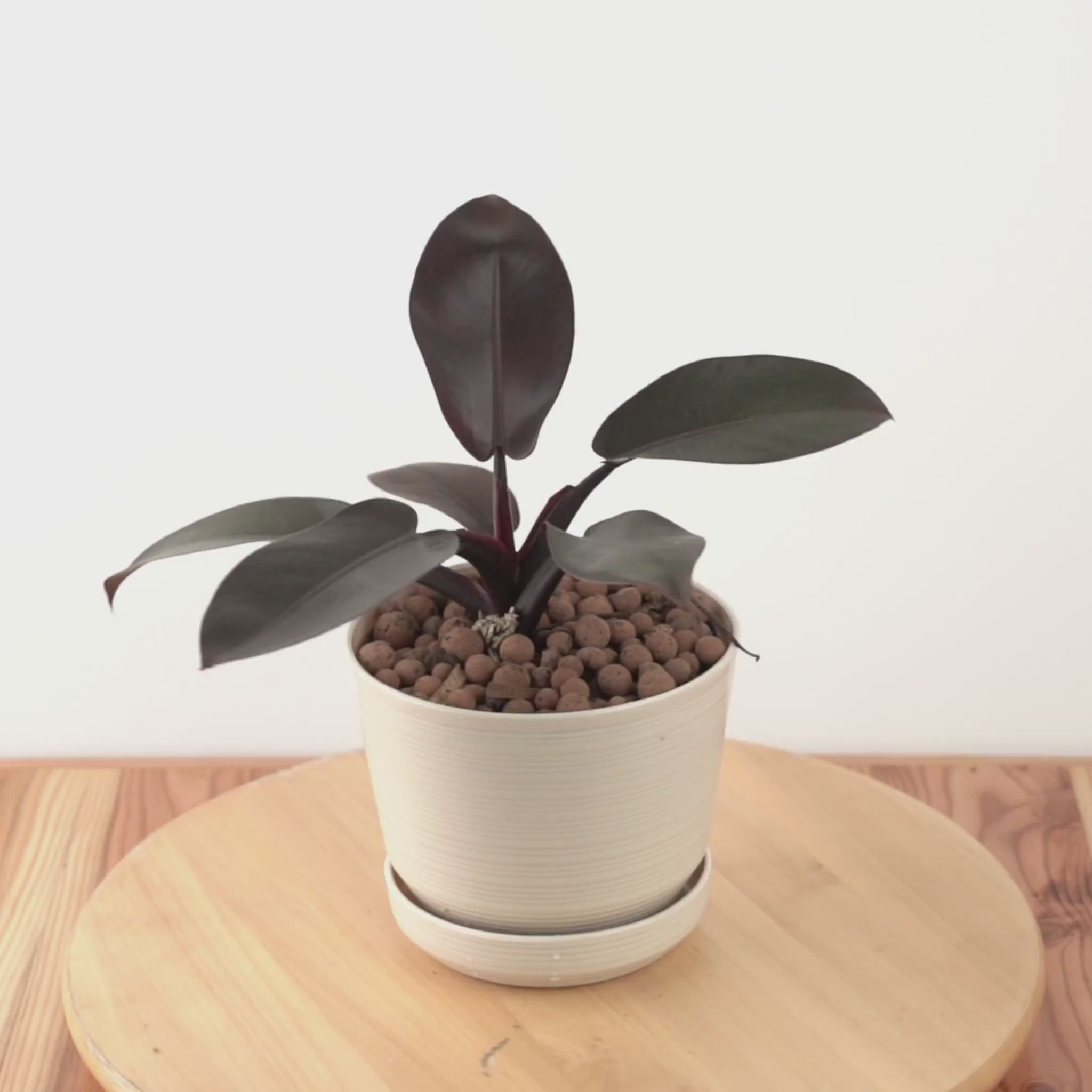 Philodendron Black Cardinal