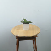 Sansevieria robusta dwarf variegated - Greenspaces.id