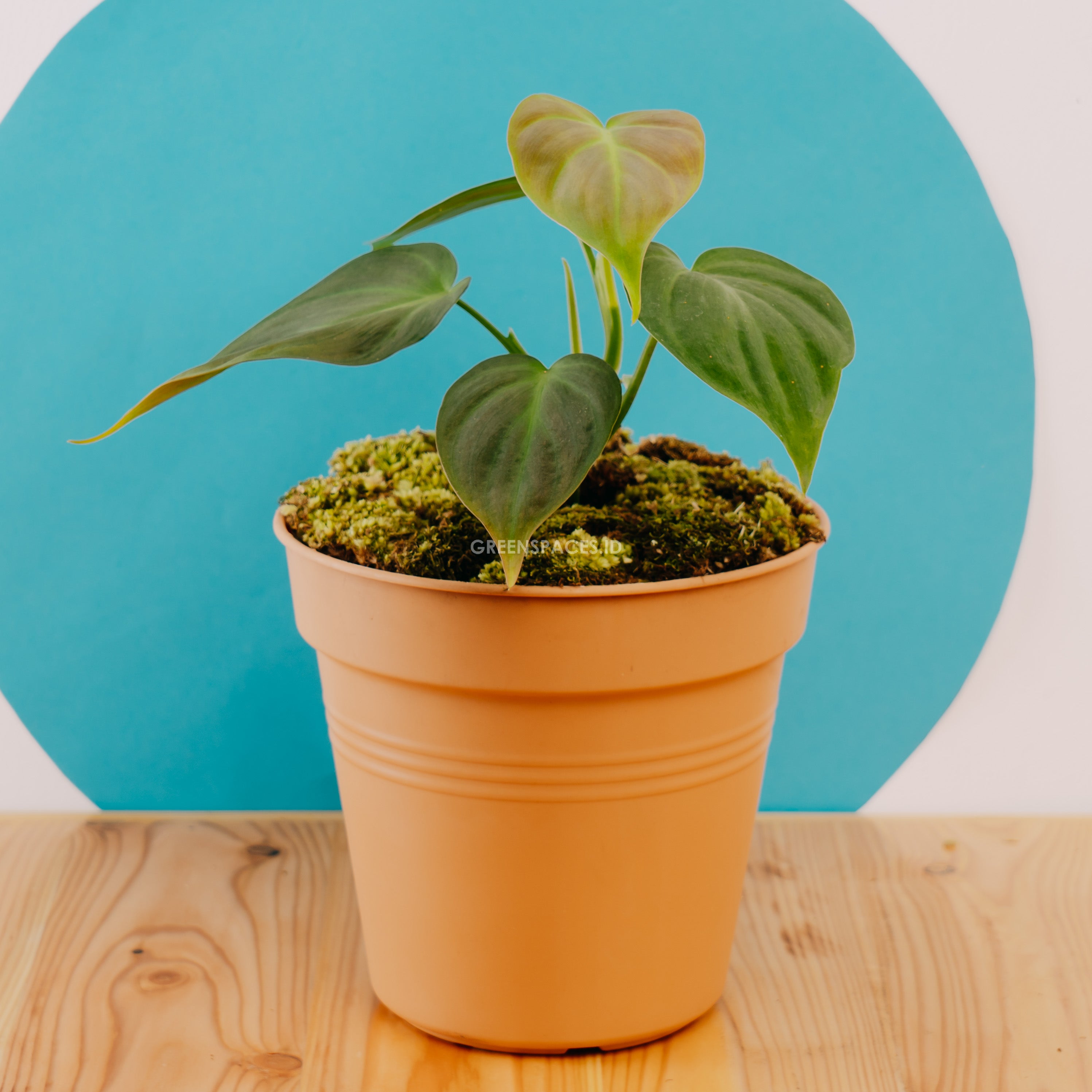 philodendron Camposportoanum