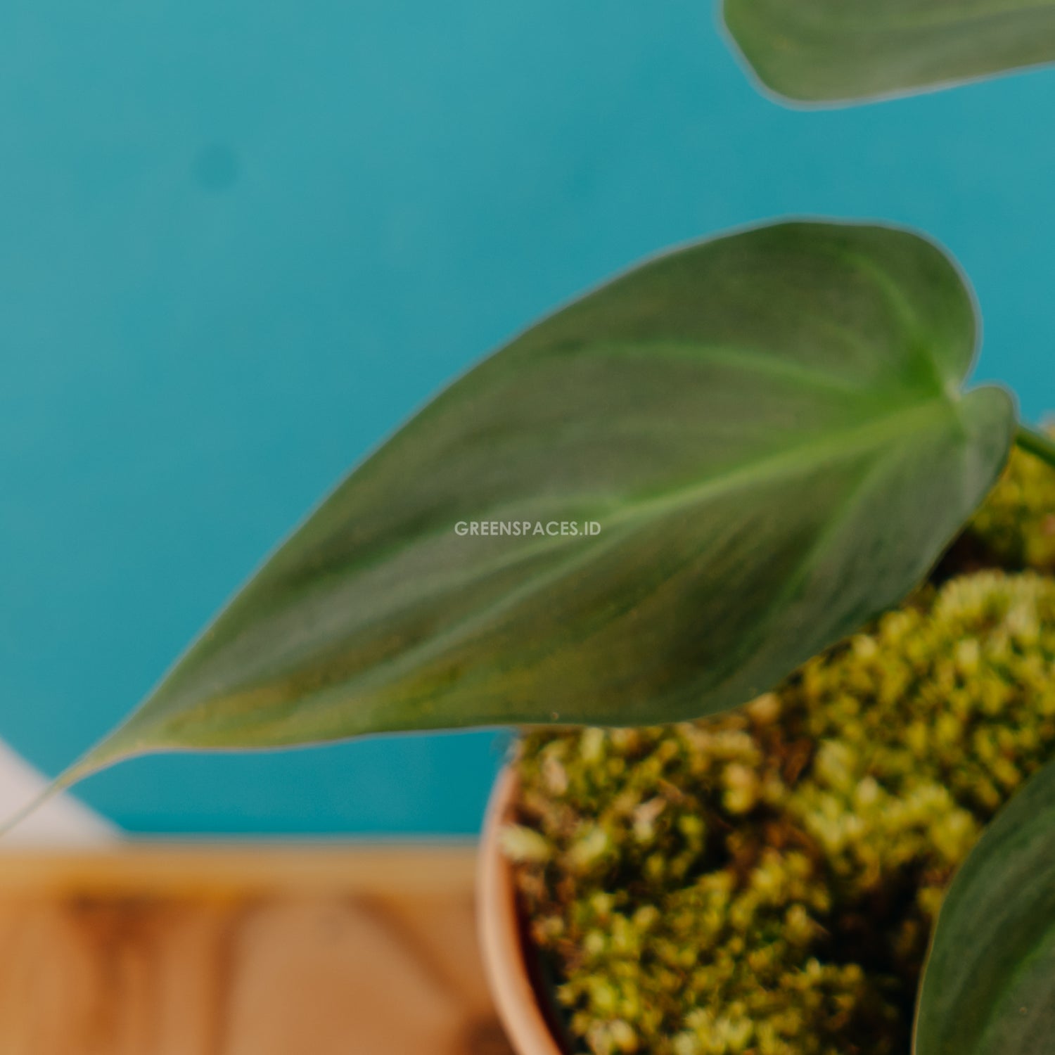 philodendron Camposportoanum