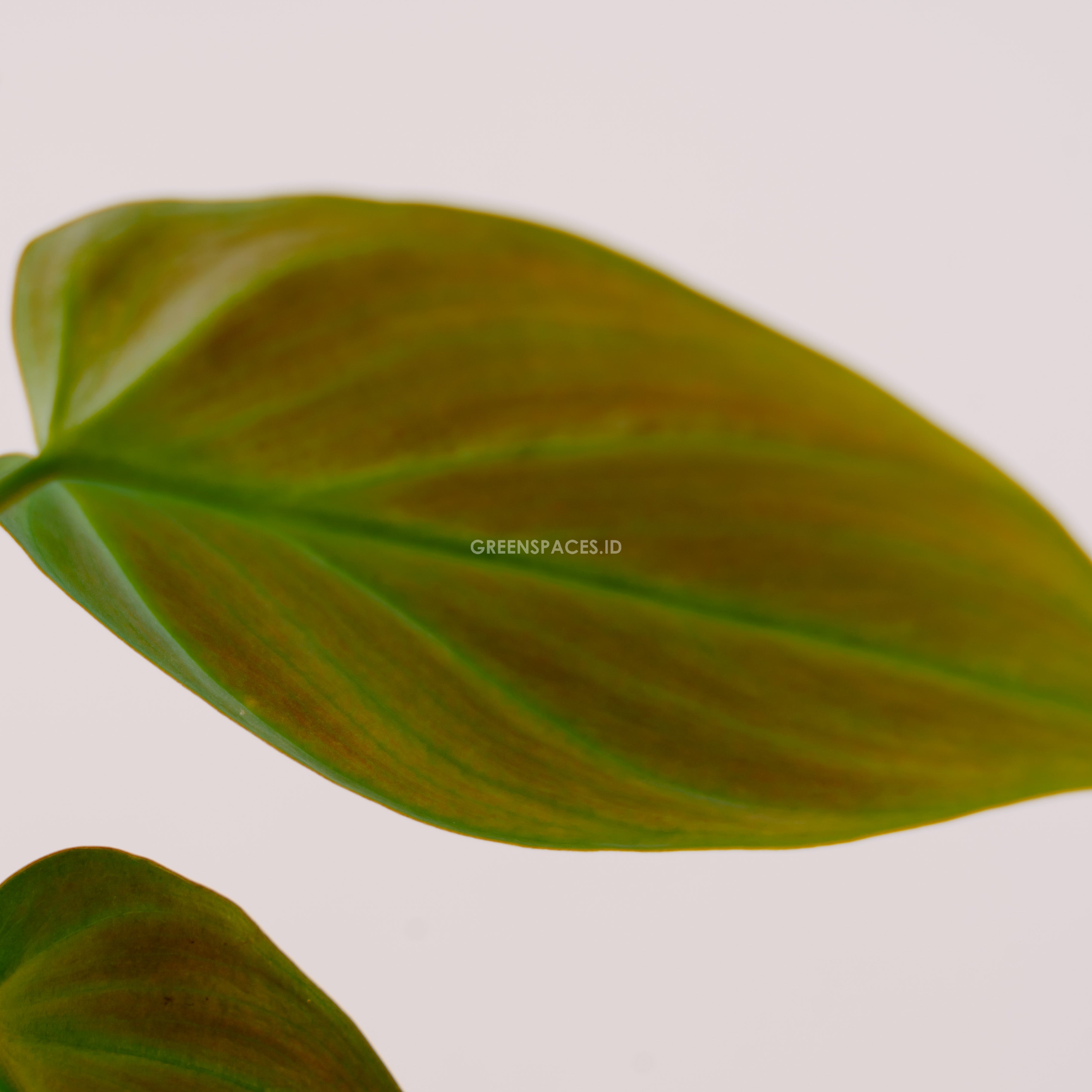 philodendron Camposportoanum