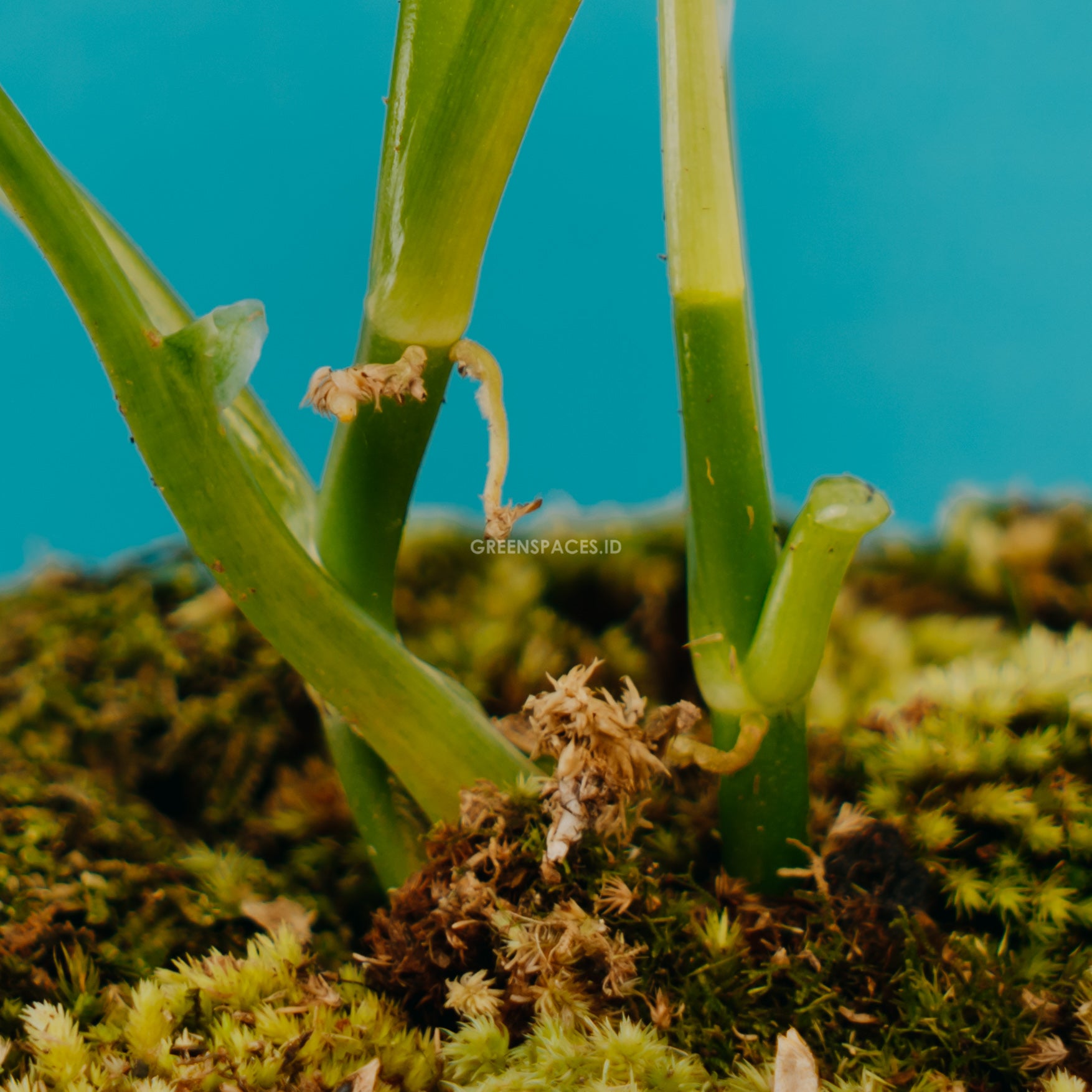 philodendron Camposportoanum