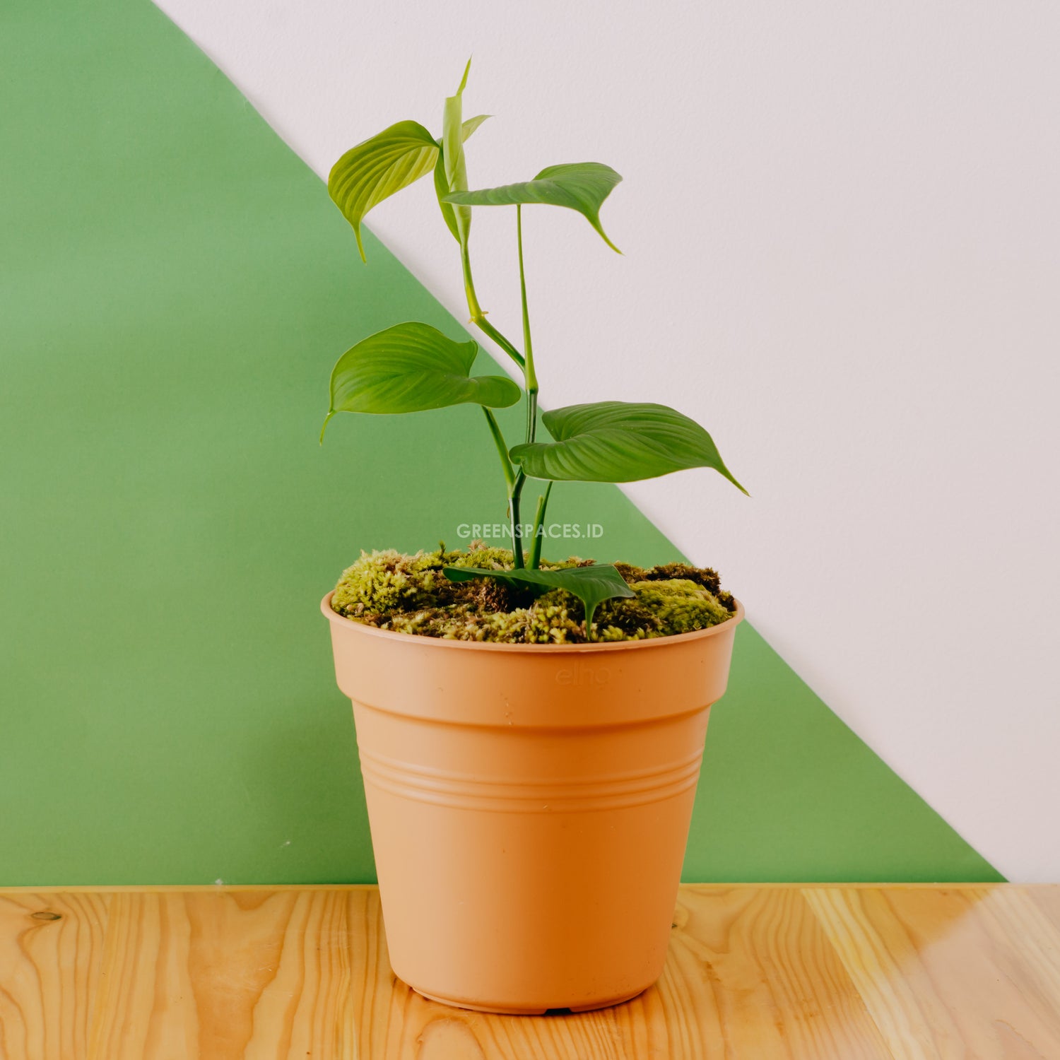 Philodendron Fibraecataphyllum