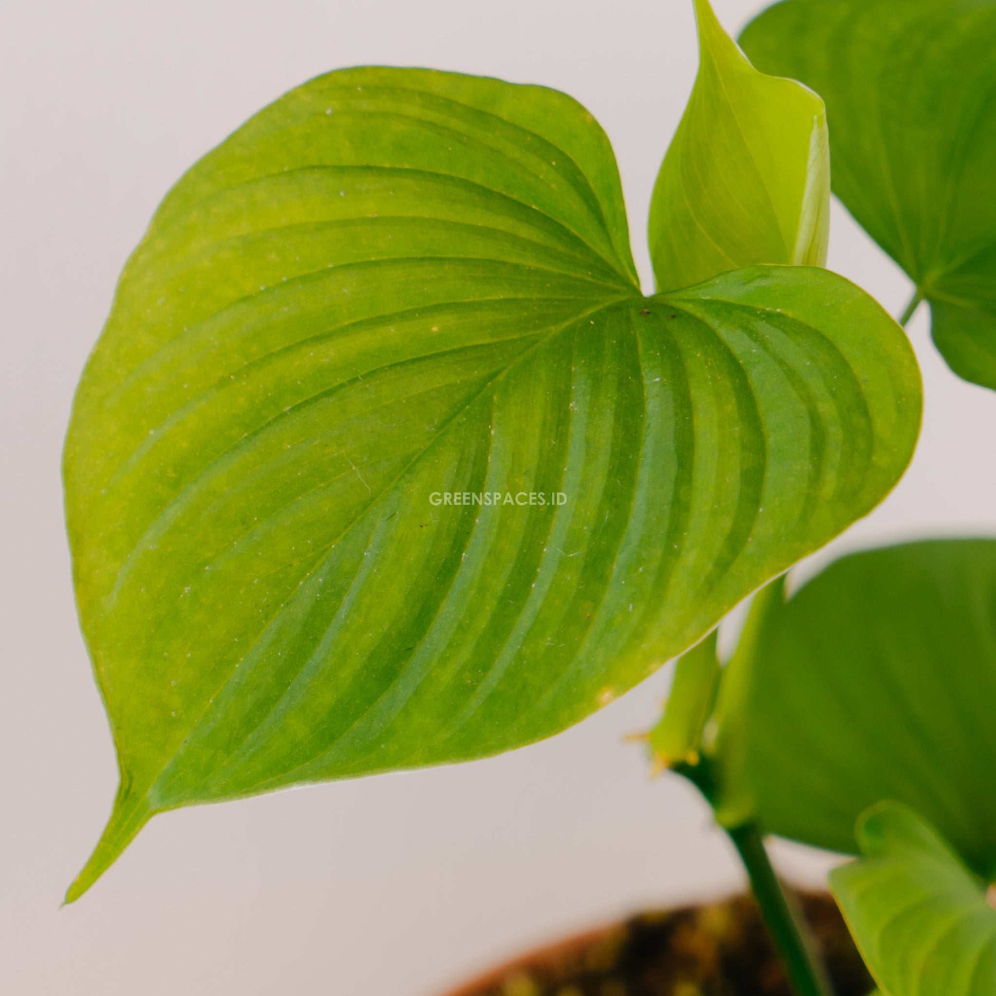 Philodendron Fibraecataphyllum