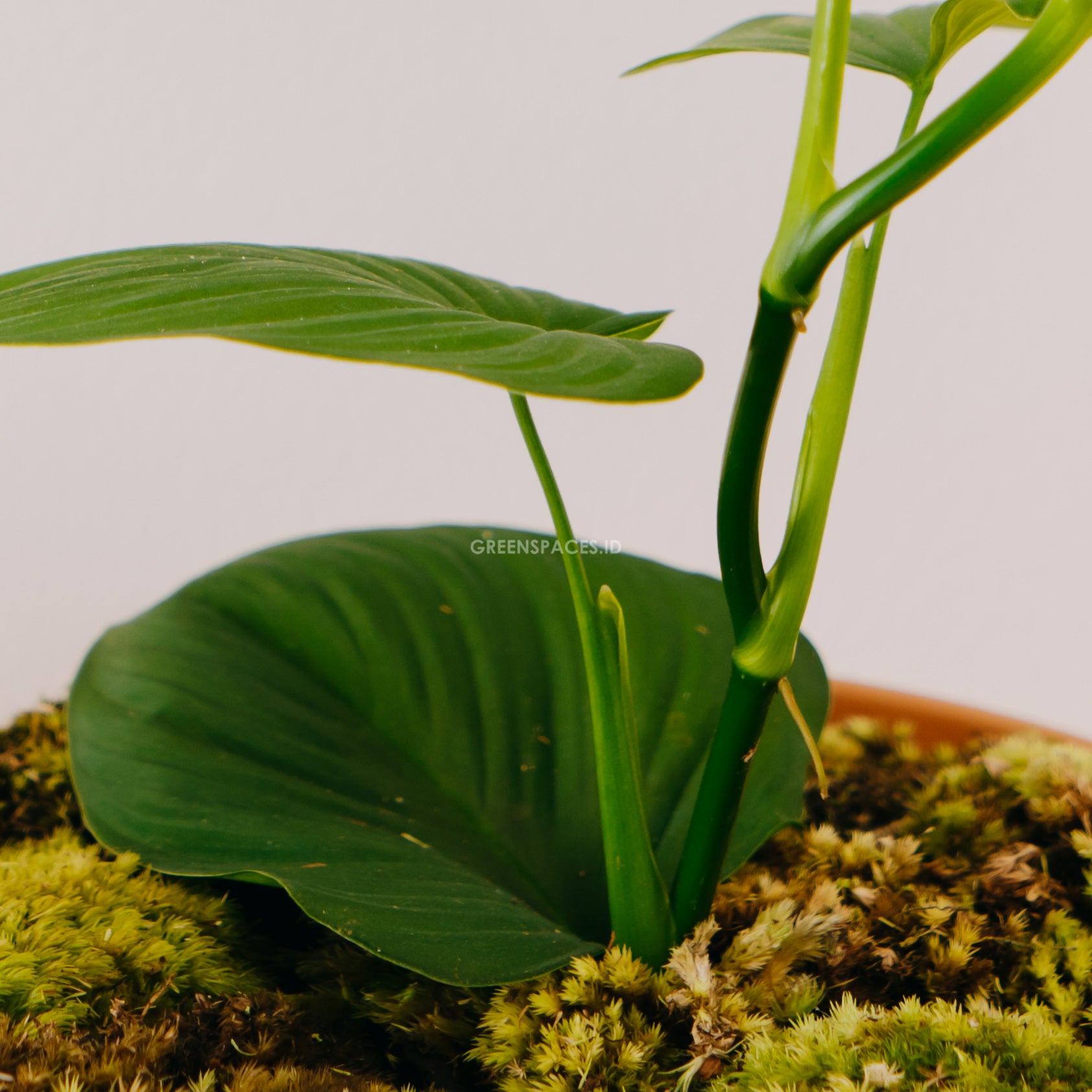 Philodendron Fibraecataphyllum