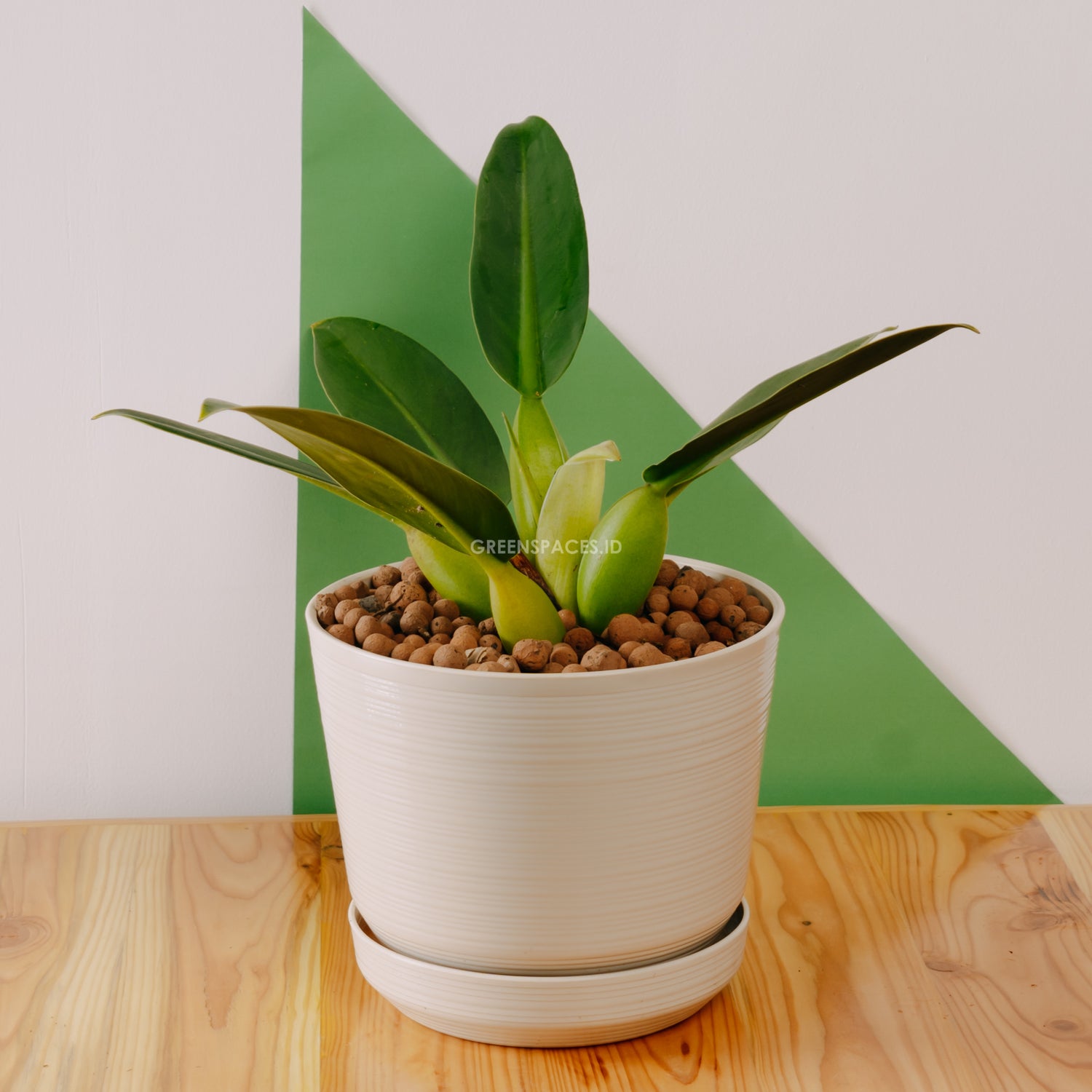 Philodendron Martianum