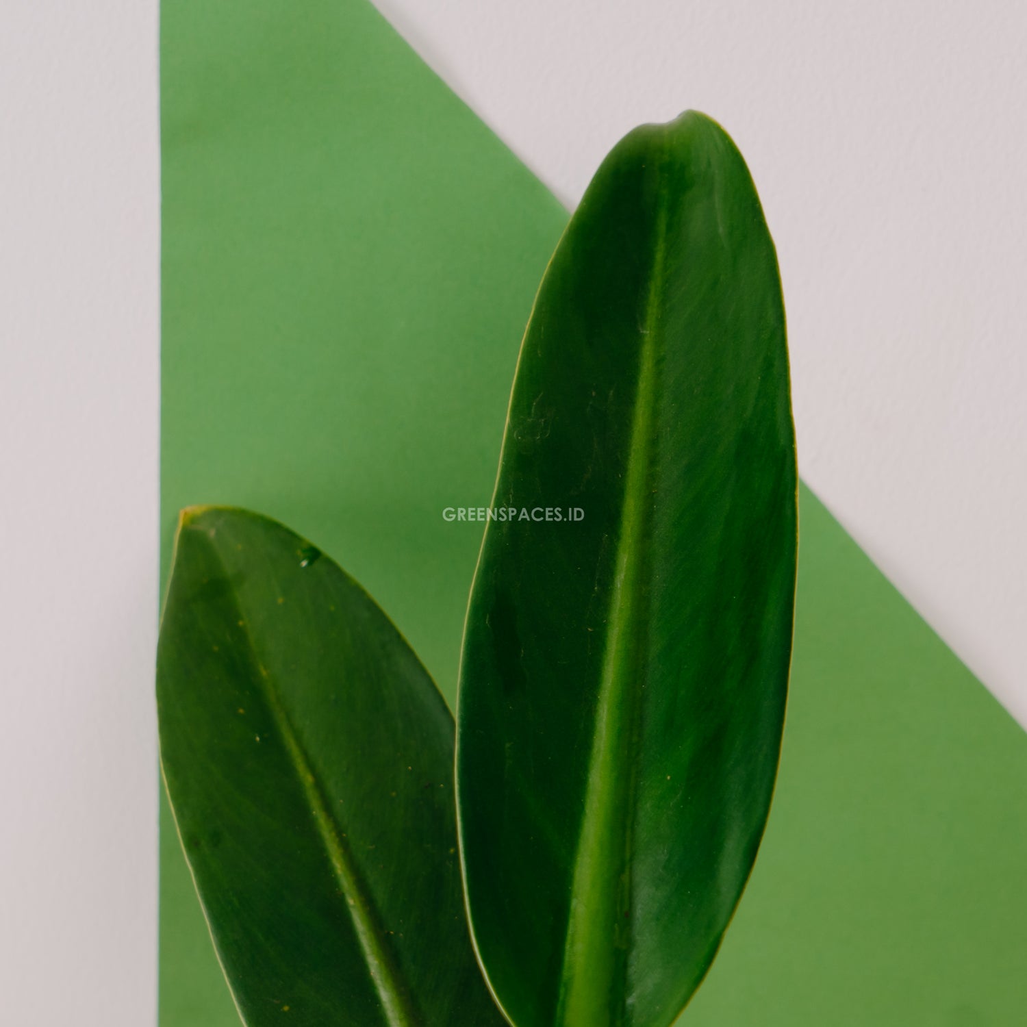 Philodendron Martianum