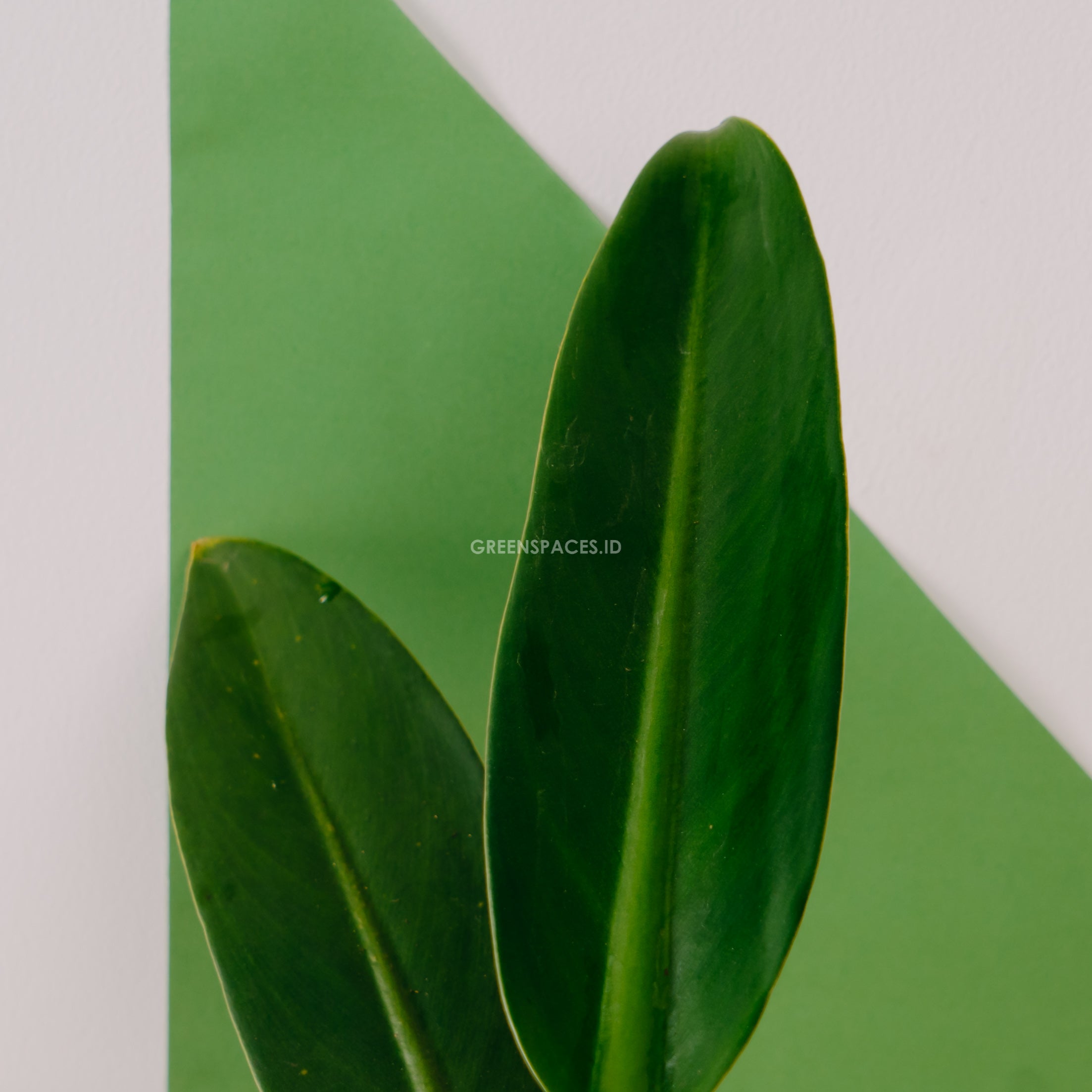 Philodendron Martianum