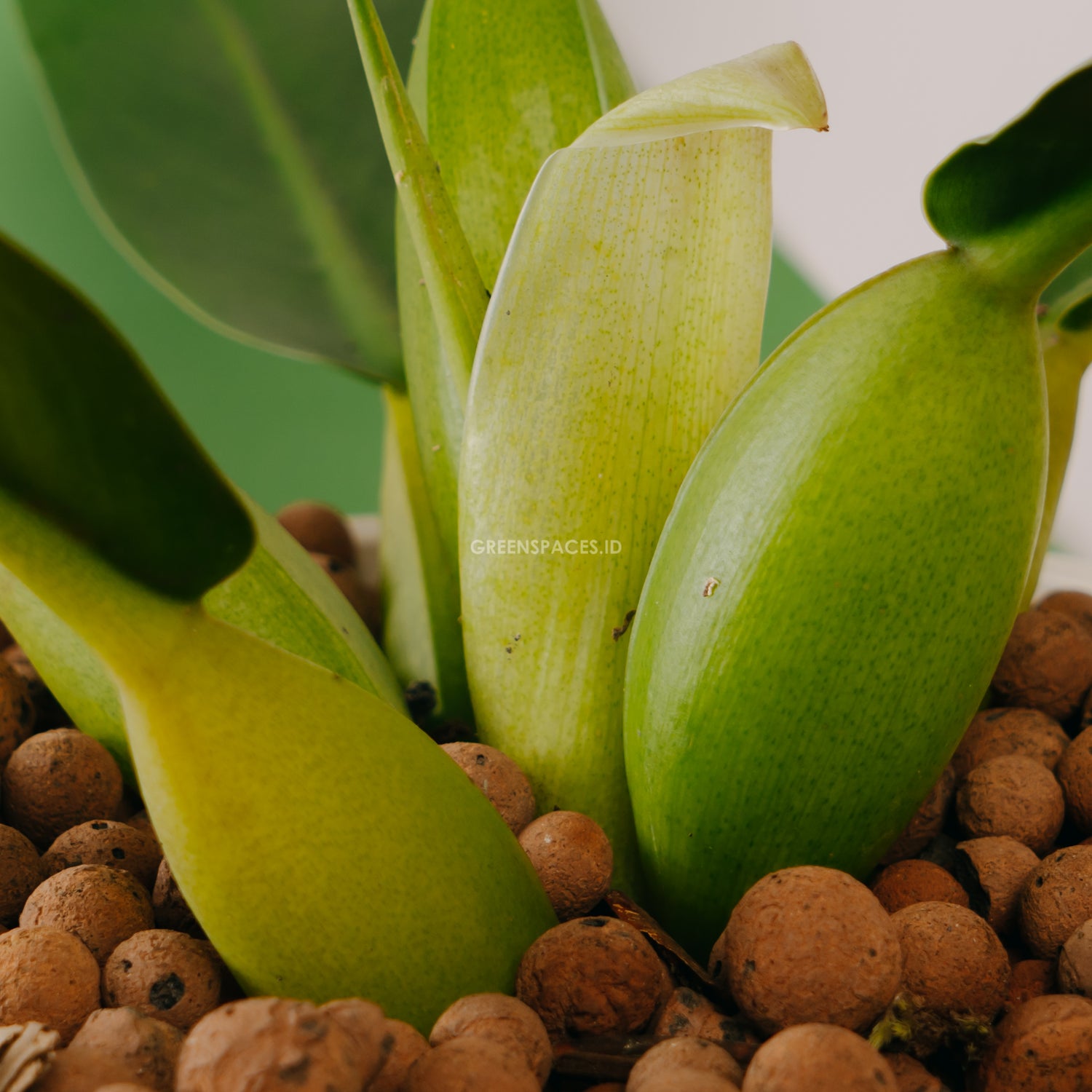 Philodendron Martianum