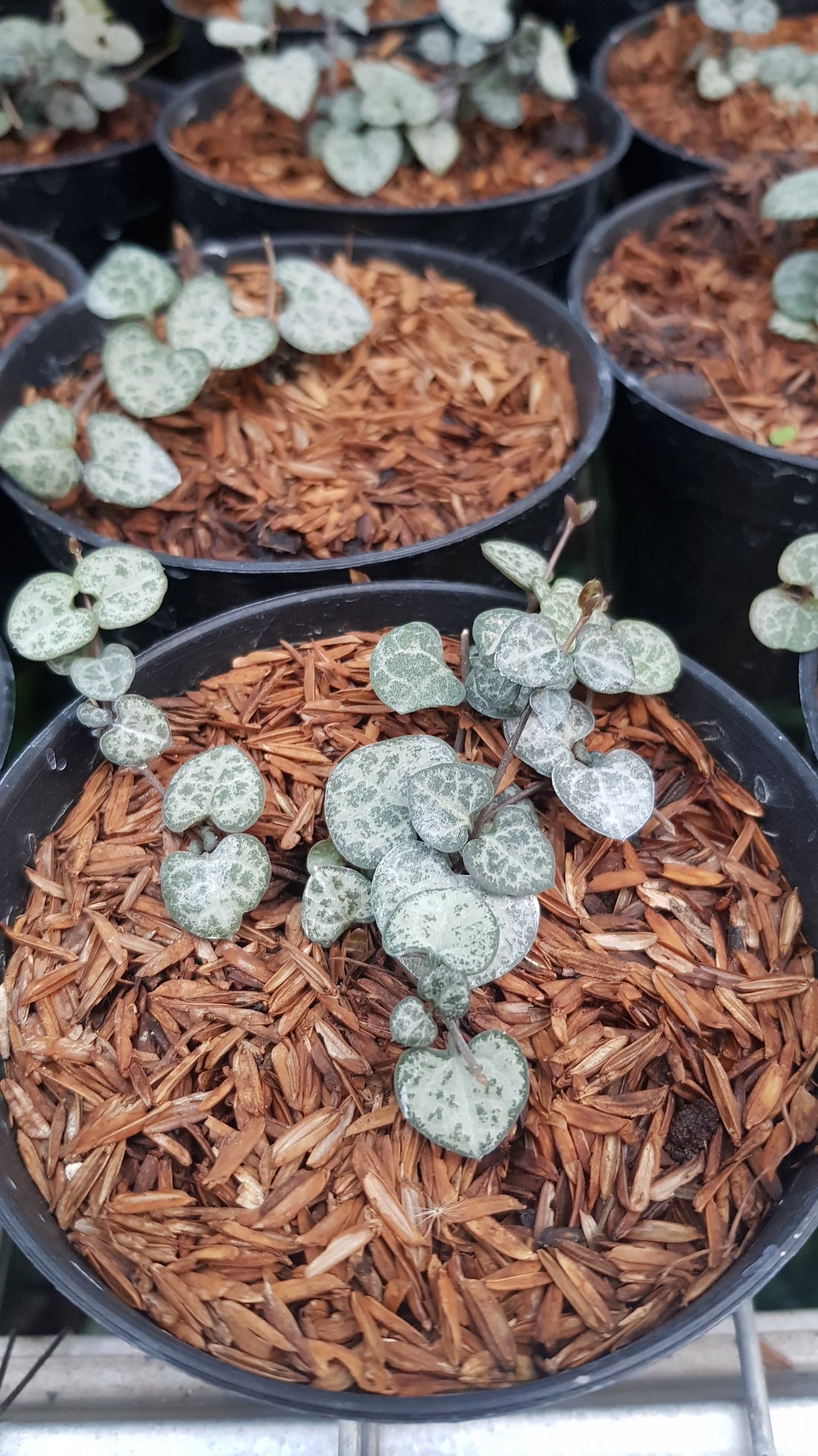 String of Hearth - Greenspaces.id