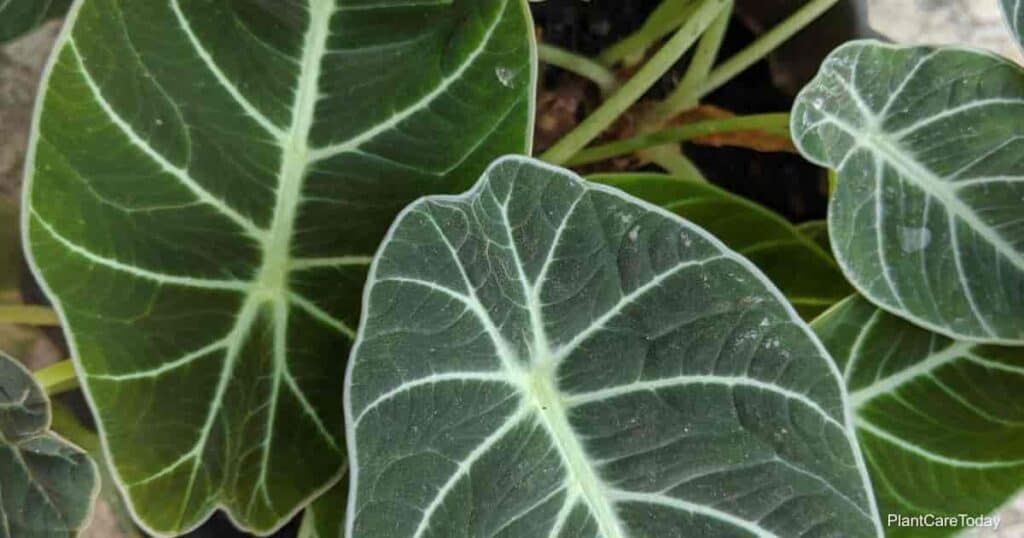 Alocasia Propagation Guide: How To Propagate Alocasia Plants