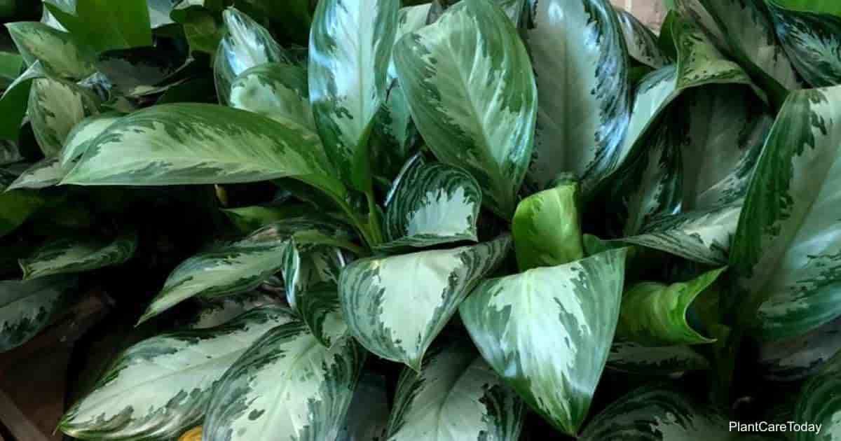 Aglaonema Silver Bay Growing and Care