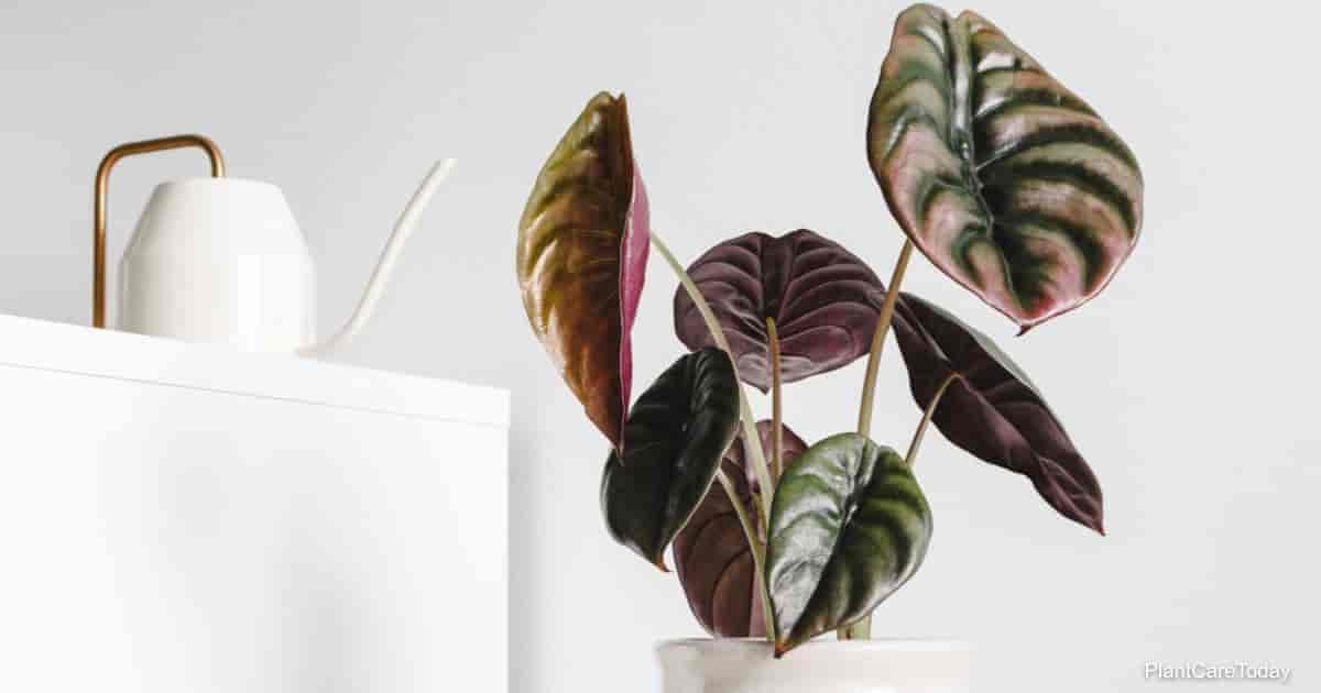 Copper Leaf Alocasia Cuprea Growing And Care Tips