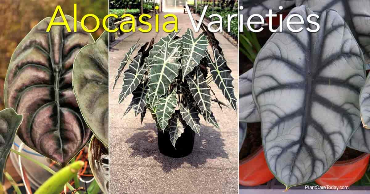 20+ Popular Alocasia Varieties To Grow and Collect