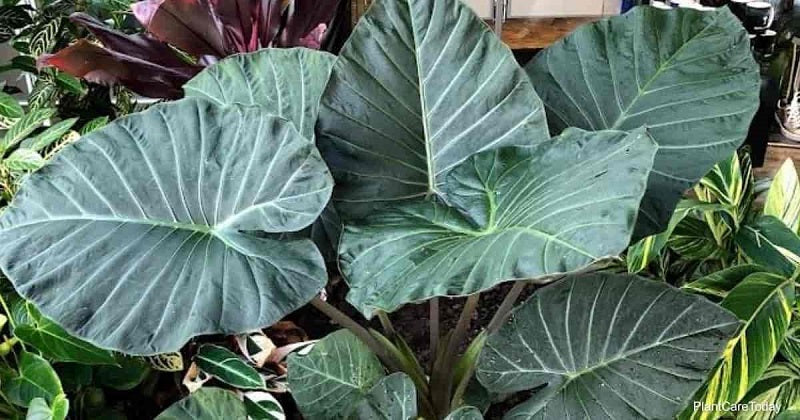 Plant Care and How Regal Shield Alocasia Growing