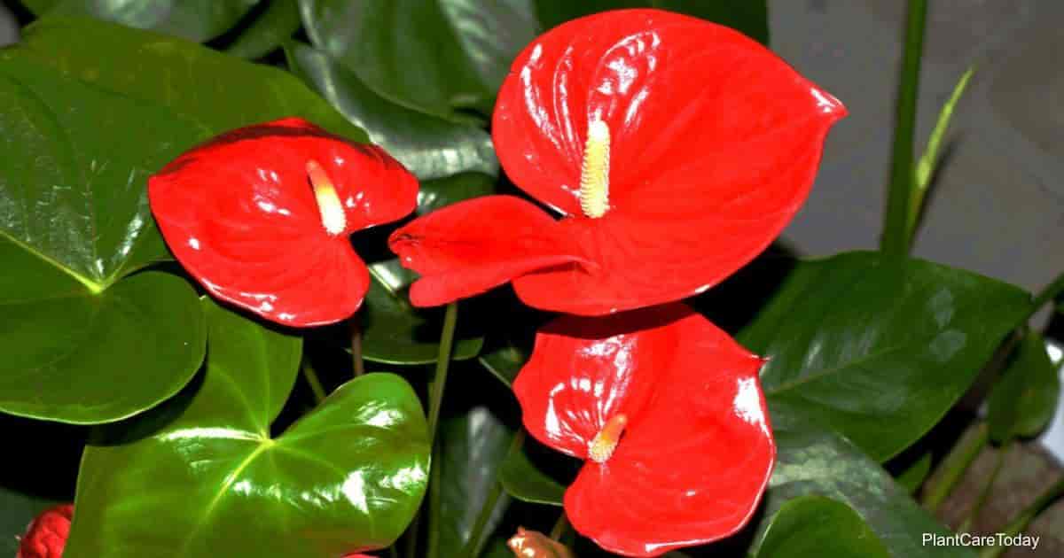 How To Care For Anthurium Plants Indoors