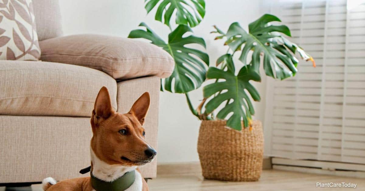 Are Monstera Plants Poisonous or Toxic To Dogs