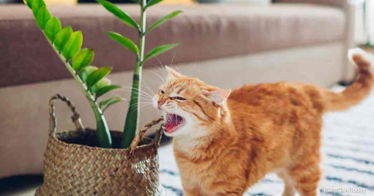 Are ZZ Plants Toxic To Cats ?