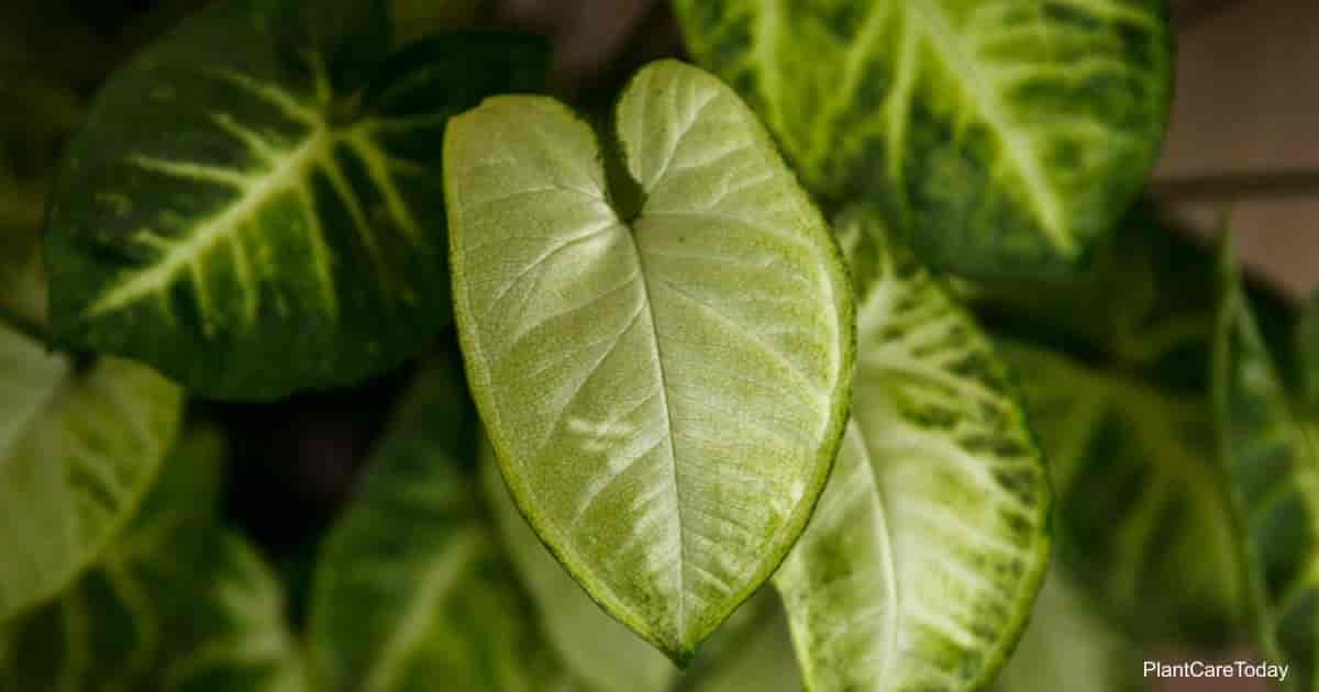 Is The Arrowhead Plant Poisonous?