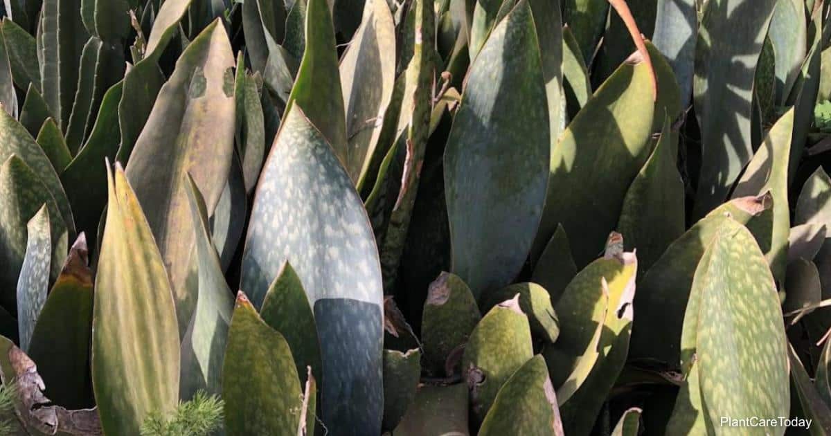 What Causes Brown Spots On Snake Plant