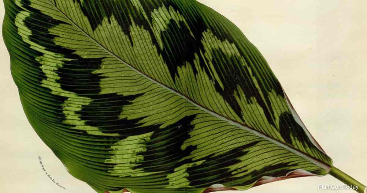 How To Grow and Care For Calathea Veitchiana Plants