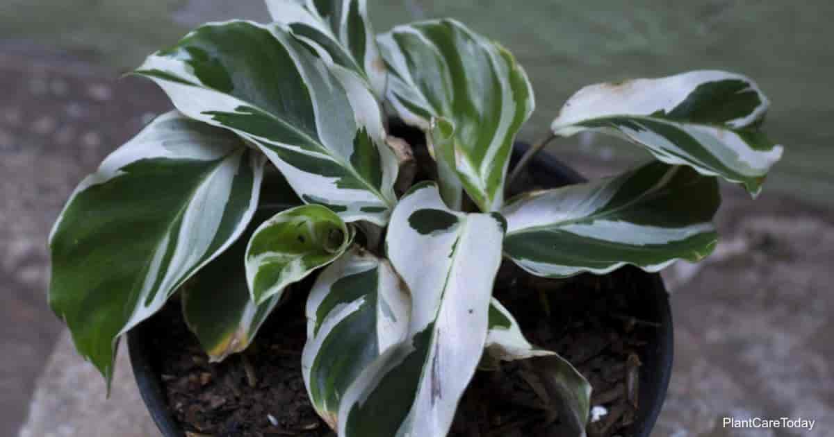 Calathea White Fusion Growing And Care