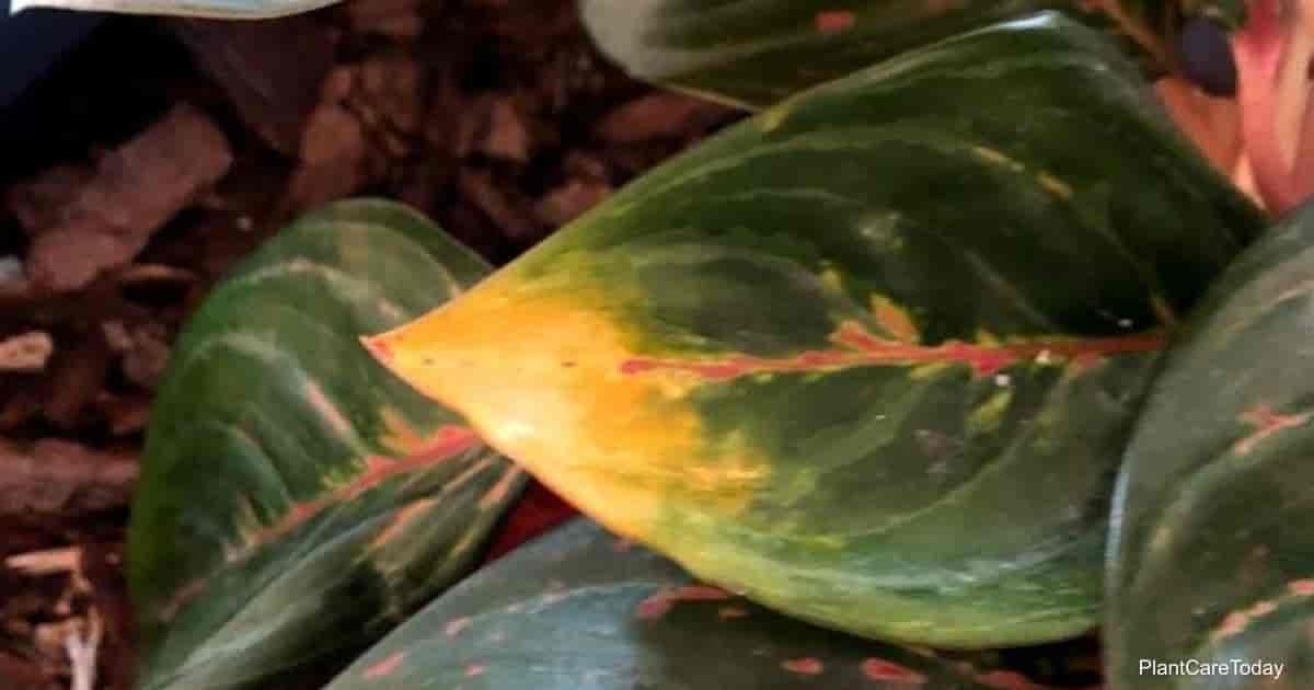 What Causes Yellow Leaves On Chinese Evergreen (Aglaonema)?
