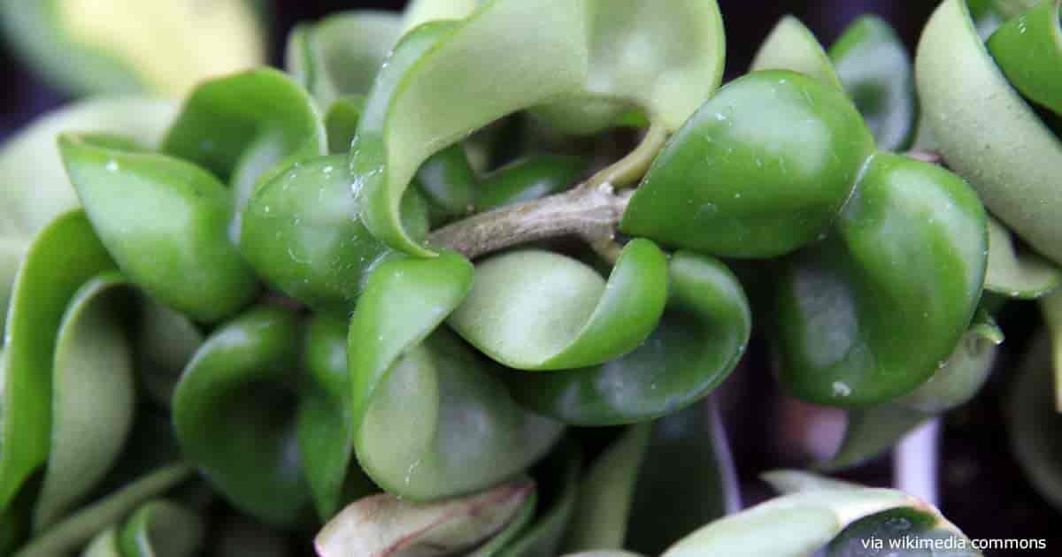 How To Care For Hindu Rope Plant: Hoya Compacta