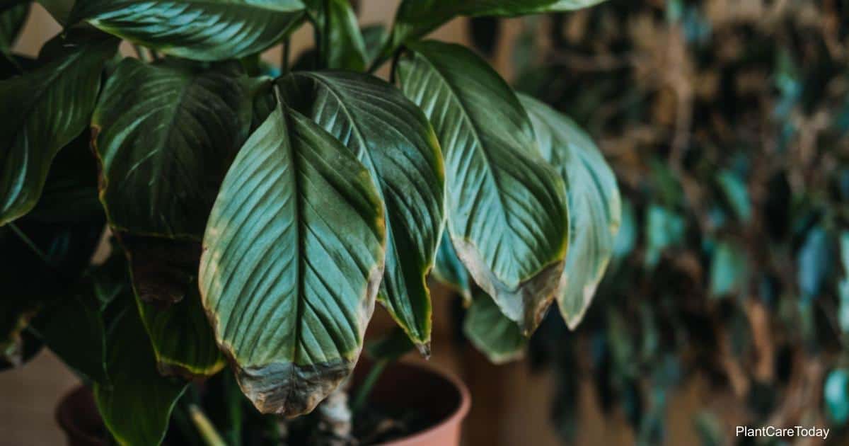 Peace Lily Dying: How To Revive A Dying Peace Lily