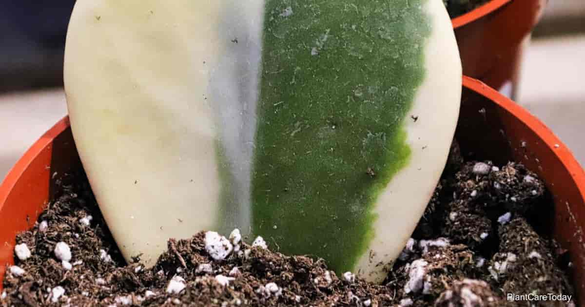 Hoya Plant Soil: What Is The Best Soil For Hoya Plants?
