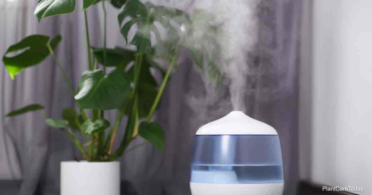 Do Indoor Plants Need a Humidifier to Stay Healthy?