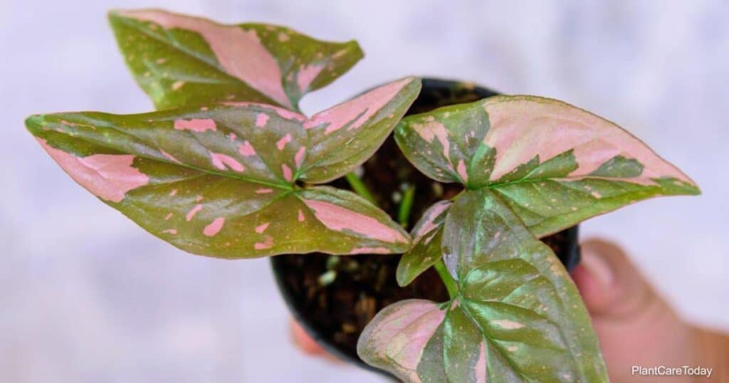 Pink Syngonium: How To Grow and Care For Pink Syngonium