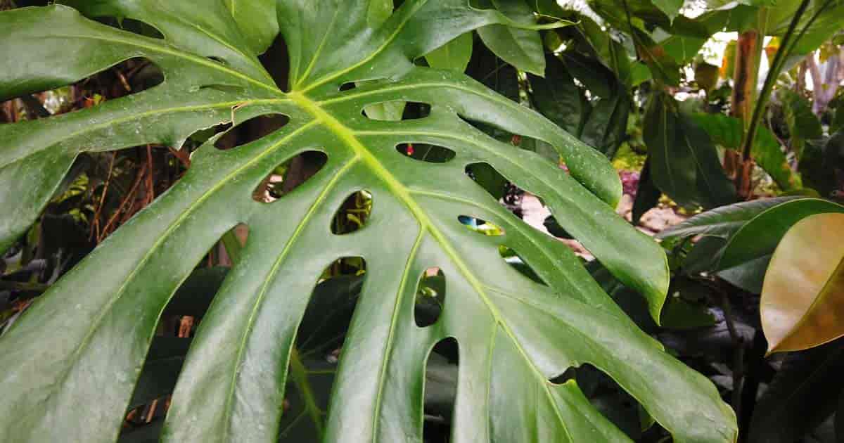 Monstera Deliciosa Care: How To Grow The Swiss Cheese Plant ...